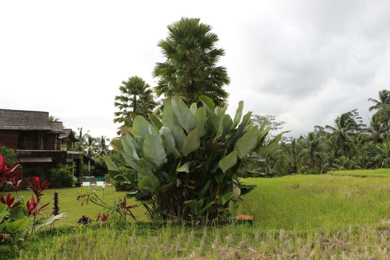 The Alise Villa تيغالالانغْ المظهر الخارجي الصورة
